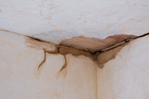 Best Water damage contractors near me  in Williamsburg, KY