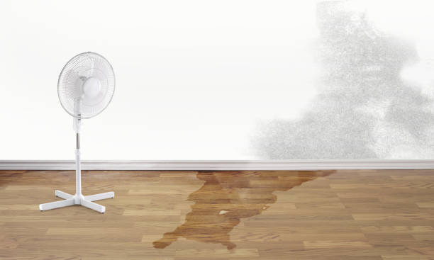 Best Water damage contractors near me  in Williamsburg, KY